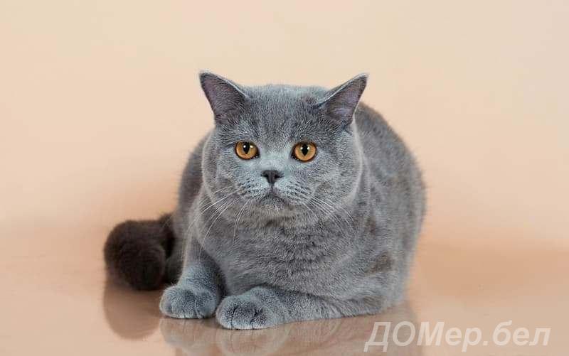 ВЯЗКА. Клубный голубой британский кот британец. МИНСК, Ленинский район